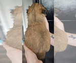 Small Photo #15 Zuchon Puppy For Sale in MANSFIELD, OH, USA