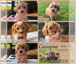 Image preview for Ad Listing. Nickname: Litter of 5