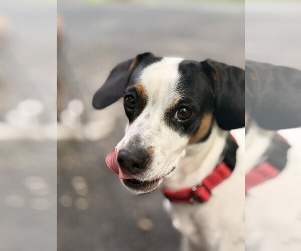 Medium Photo #1 Beagle-Unknown Mix Puppy For Sale in Arlington, VA, USA