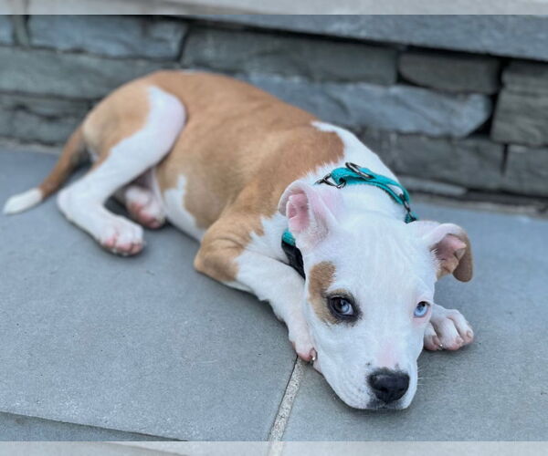 Medium Photo #14 American Pit Bull Terrier-Unknown Mix Puppy For Sale in Wakefield, RI, USA