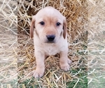 Small Photo #6 Labrador Retriever Puppy For Sale in TWIN FALLS, ID, USA