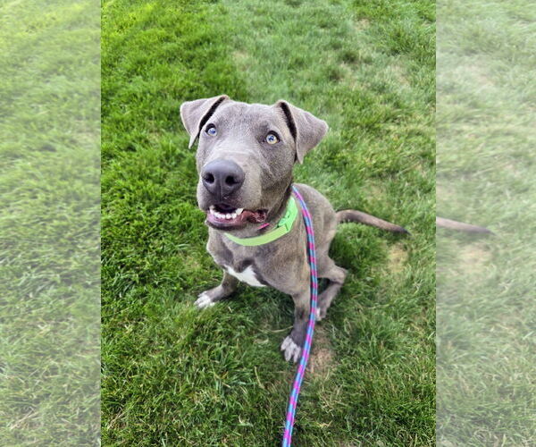 Medium Photo #4 Mutt Puppy For Sale in Rockaway, NJ, USA