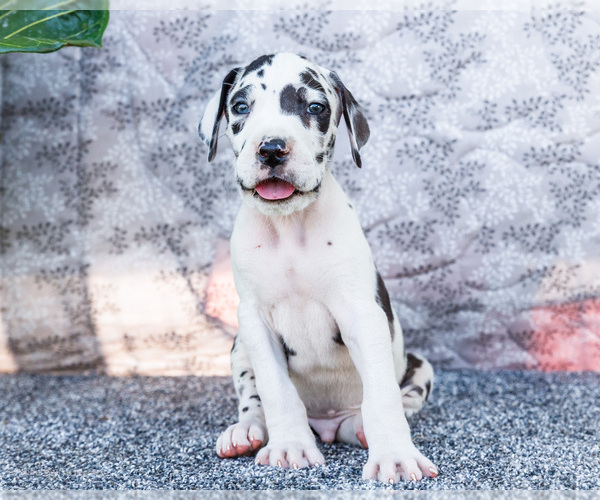 Medium Photo #9 Great Dane Puppy For Sale in WAKARUSA, IN, USA