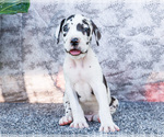 Small Photo #9 Great Dane Puppy For Sale in WAKARUSA, IN, USA