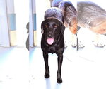 Small #6 Labrador Retriever Mix