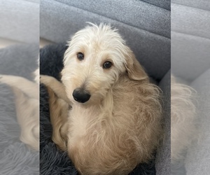 Goldendoodle Puppy for sale in BREMEN, IN, USA