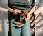 Small Photo #3 Bagle Hound-Basset Hound Mix Puppy For Sale in CENTRALIA, WA, USA