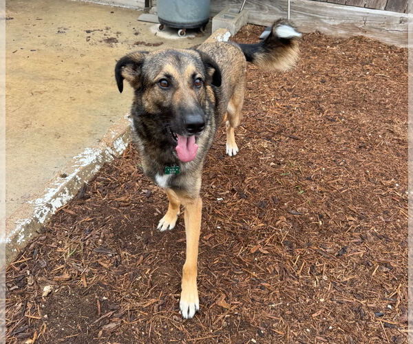 Medium Photo #4 German Shepherd Dog-Unknown Mix Puppy For Sale in Houston, TX, USA