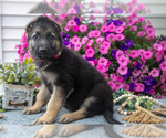 Small #2 German Shepherd Dog