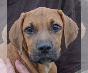 Grimm - Male Labralas Dog for Adoption - Photo #5