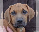 Small Photo #5 Labralas Puppy For Sale in Huntley, IL, USA