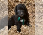 Small Photo #4 Bernedoodle Puppy For Sale in SHELBYVILLE, IL, USA