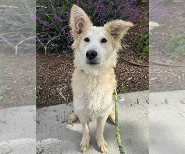 Medium Photo #8 Retriever -Unknown Mix Puppy For Sale in Newport Beach, CA, USA