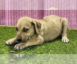 Small #5 Catahoula Leopard Dog