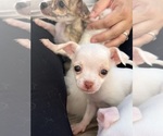 Puppy Sansa Chihuahua
