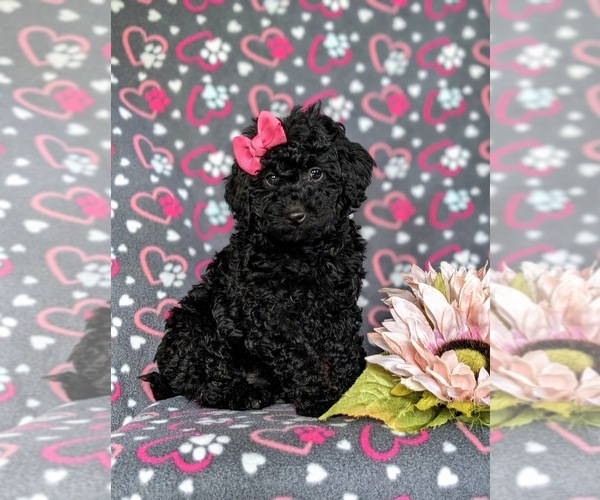 Medium Photo #1 Miniature Labradoodle Puppy For Sale in QUARRYVILLE, PA, USA