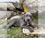 Small Photo #2 Great Dane Puppy For Sale in MIDDLEBURY, IN, USA