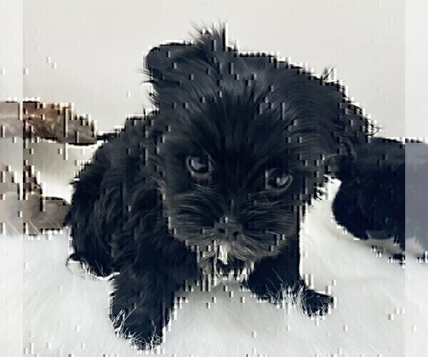 Medium Photo #20 Yorkshire Terrier Puppy For Sale in MIAMI BEACH, FL, USA