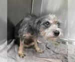 REX - Male Mutt Dog for Adoption - Small photo