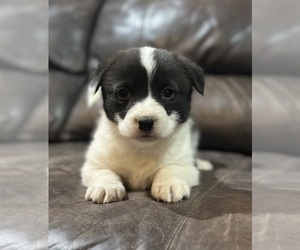 Border Collie-Pembroke Welsh Corgi Mix Puppy for sale in WAUKON, IA, USA
