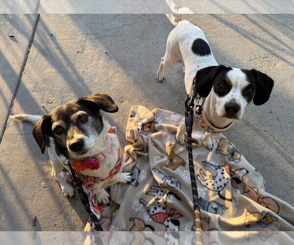 Medium Photo #6 Beagle-Unknown Mix Puppy For Sale in Arlington, VA, USA