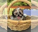 Small #3 Shih Tzu