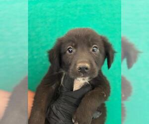 Border Collie-Unknown Mix Dogs for adoption in Visalia, CA, USA