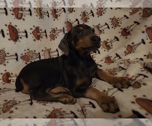 Doberman Pinscher Puppy for Sale in ELIZABETHTOWN, Illinois USA