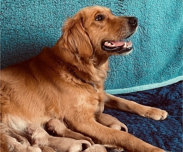 Medium Photo #4 Golden Retriever Puppy For Sale in SANFORD, NC, USA