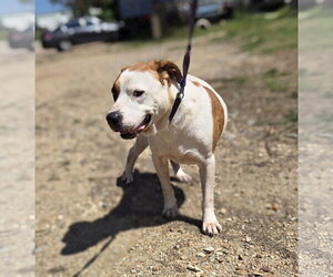 Spuds - Male American Staffordshire Terrier-Unknown Mix Dog for Adoption - Photo #6