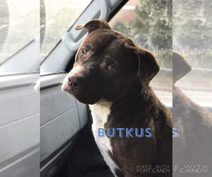 Butkus - Male Bulldog-Unknown Mix Dog for Adoption - Photo #5