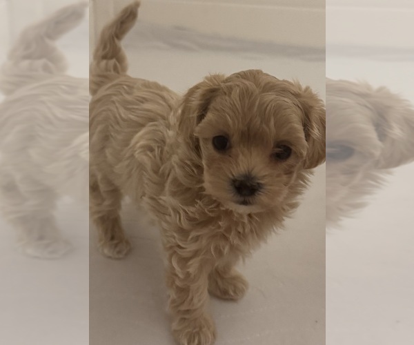 Medium Photo #1 Maltipoo Puppy For Sale in ANGIER, NC, USA