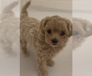 Medium Maltipoo