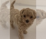 Puppy 2 Maltipoo