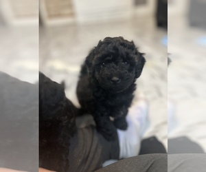 Cockapoo Puppy for sale in LOWELL, MA, USA