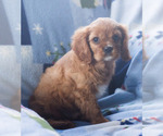 Small Photo #5 Cavalier King Charles Spaniel Puppy For Sale in MILWAUKEE, WI, USA