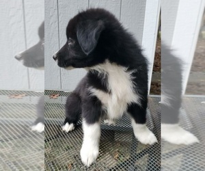 Medium Australian Shepherd