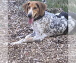 Small #9 Mutt