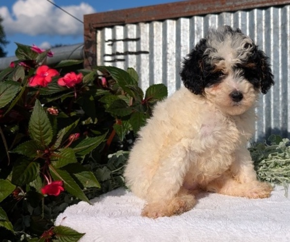 Medium Photo #11 Poodle (Toy) Puppy For Sale in GOSHEN, IN, USA