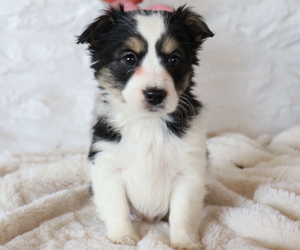 Yorkelties Puppy for sale in HONEY BROOK, PA, USA