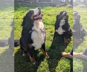Father of the Bernese Mountain Dog puppies born on 05/23/2022