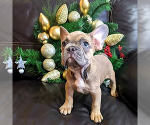 French Bulldog Puppy for sale in TAMPA, FL, USA