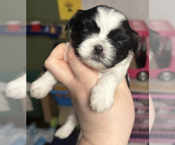 Medium Photo #1 ShihPoo Puppy For Sale in WOODLEAF, NC, USA