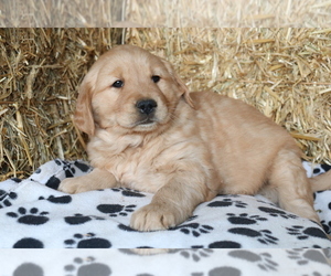 Medium Golden Retriever