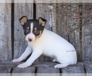 Fox Terrier (Toy) Puppy for sale in FREDERICKSBG, OH, USA