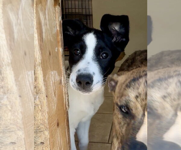 Medium Photo #3 Australian Shepherd-Unknown Mix Puppy For Sale in Green Forest, AR, USA