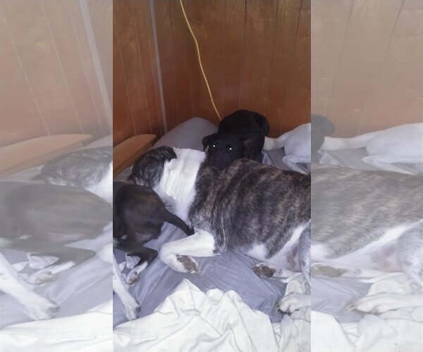 Medium Photo #5 American Pit Bull Terrier-American Staffordshire Terrier Mix Puppy For Sale in Orange Grove, TX, USA