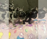 Small #23 French Bulldog