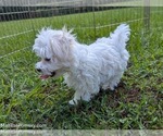 Small #6 Maltese