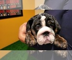 Small Photo #2 English Bulldog Puppy For Sale in POWDER SPRINGS, GA, USA
